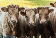 Vitelli da carne - L'allevamento di bestiame ha un impatto fondamentale sul riscaldamento globale