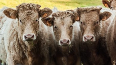 Vitelli da carne - L'allevamento di bestiame ha un impatto fondamentale sul riscaldamento globale